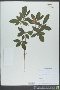 Rhododendron cumberlandense image