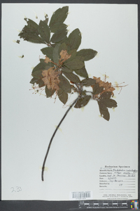 Rhododendron cumberlandense image