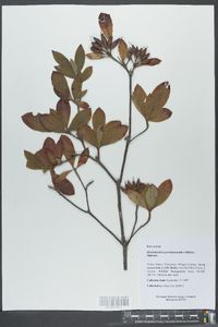 Rhododendron periclymenoides image