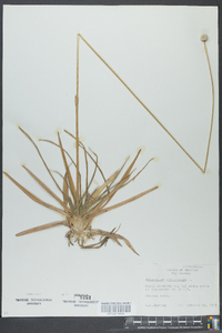 Eriocaulon decangulare image