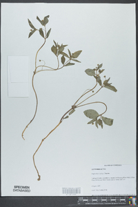 Euphorbia curtisii image