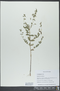 Euphorbia marginata image