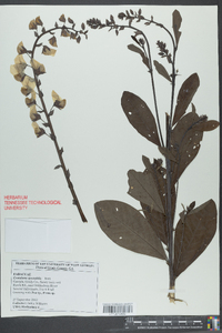 Crotalaria spectabilis image