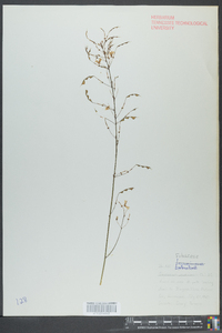 Hylodesmum nudiflorum image