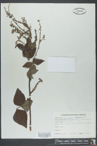 Desmodium rotundifolium image