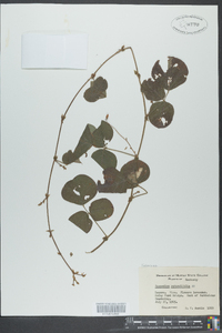 Desmodium rotundifolium image