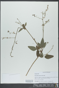 Desmodium tortuosum image