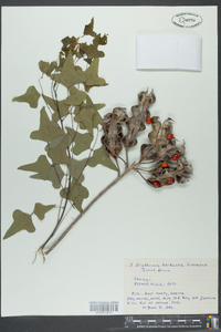 Erythrina herbacea image