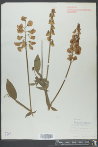 Lathyrus latifolius image