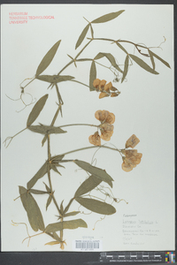 Lathyrus latifolius image