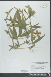 Lathyrus latifolius image