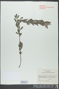 Lespedeza cuneata image