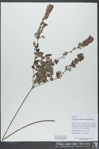 Lespedeza intermedia image