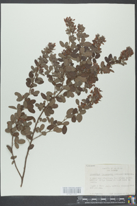 Lespedeza intermedia image