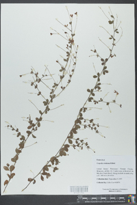 Lespedeza violacea image