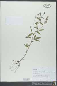 Orbexilum pedunculatum image
