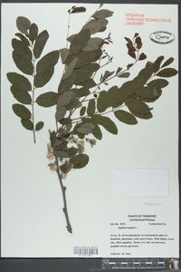 Robinia hispida image