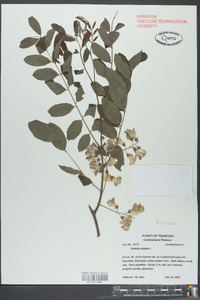 Robinia hispida image