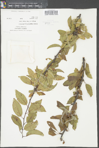 Prunus angustifolia image