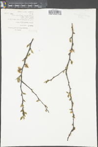 Prunus angustifolia image