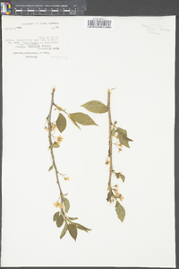 Prunus angustifolia image