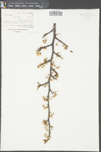 Prunus angustifolia image