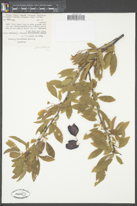 Prunus angustifolia image