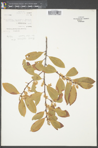 Prunus caroliniana image