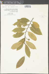 Prunus caroliniana image