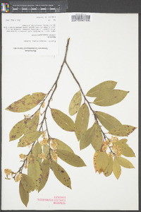 Prunus caroliniana image