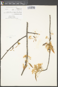 Prunus pensylvanica image