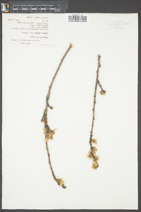 Prunus persica image