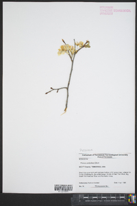 Prunus umbellata image