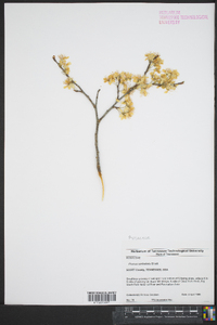 Prunus umbellata image
