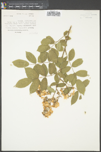 Rosa multiflora image