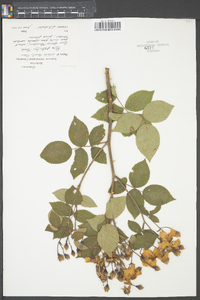 Rosa palustris image