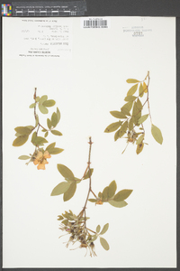 Rosa palustris image