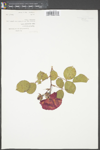 Rosa palustris image