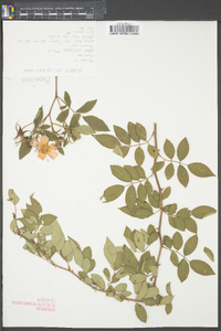 Rosa palustris image