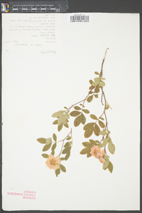 Rosa palustris image