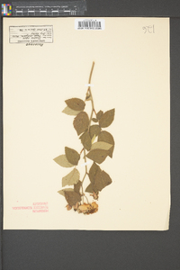 Rosa setigera image