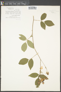 Rosa setigera image