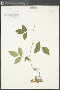 Rosa setigera image