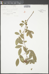 Rosa virginiana image