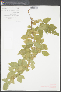 Rubus argutus image