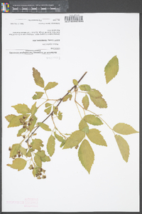 Rubus argutus image