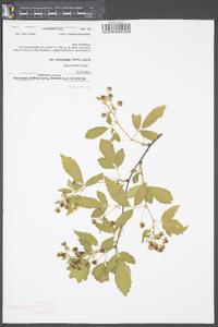 Rubus argutus image