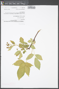 Rubus argutus image