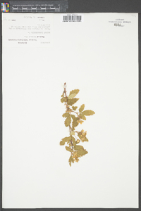 Rubus canadensis image