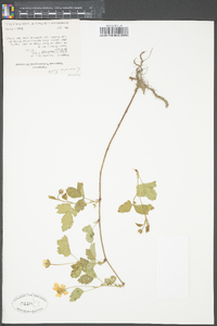 Rubus flagellaris image